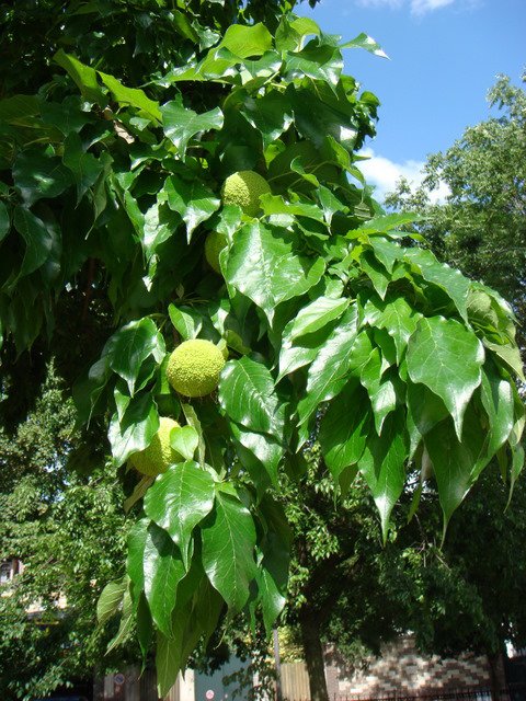 Maclura pomifera jeunes fruits